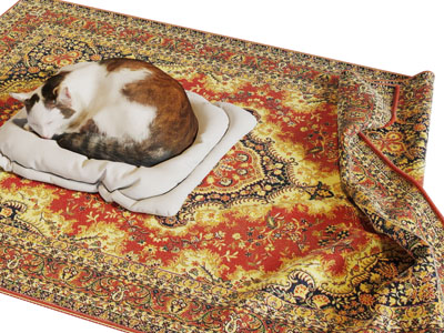 在垫子上睡觉的猫爬行动物