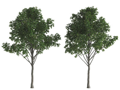 一棵枝叶茂盛的大树