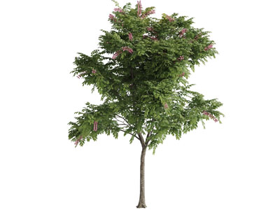 一棵开着粉色花朵的树