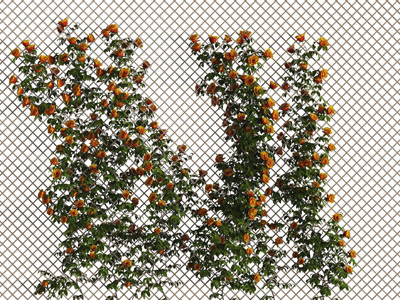 爬满金属网的蔷薇藤蔓植物