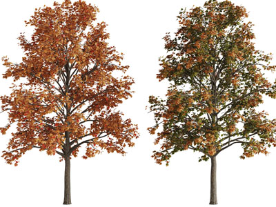 两棵长满枯黄树叶的景观树木