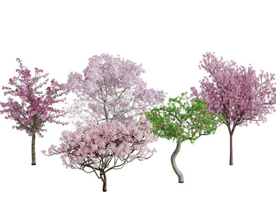 开满花朵的果树花树