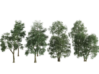 几棵高大的景观树木