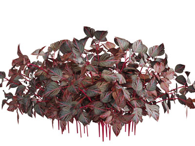 地面紫苏花草丛