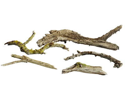 几段折断的枯树枝