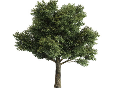 一棵高大的松树