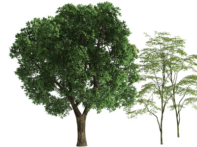 一棵茂盛的大树