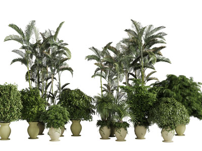 欧式花盆里的盆栽植物