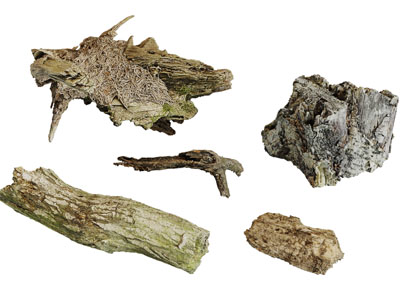 长满青苔的腐朽的枯树枝树桩