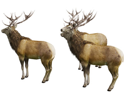 几只麋鹿爬行动物