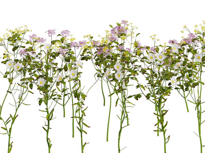 开满花朵的花草植物