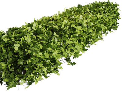 现代园林长方形灌木丛