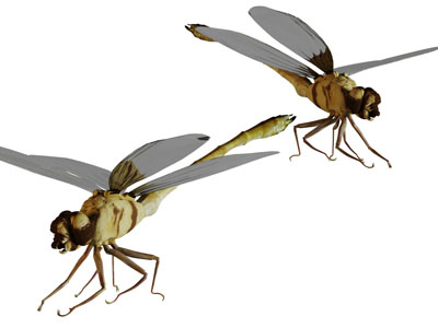 一只飞翔的蜻蜓飞行动物3d模型 一只飞翔的蜻蜓飞行动物