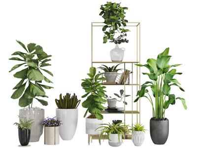 水泥花盆盆栽植物