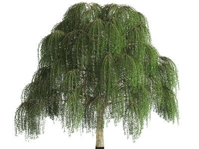 一棵茂盛的垂柳树