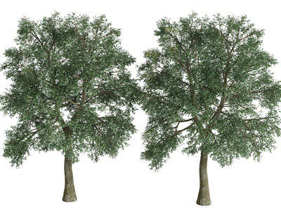 两棵生长茂盛的景观树木