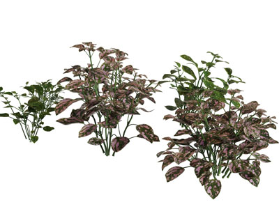 几丛紫色叶子的花草植物