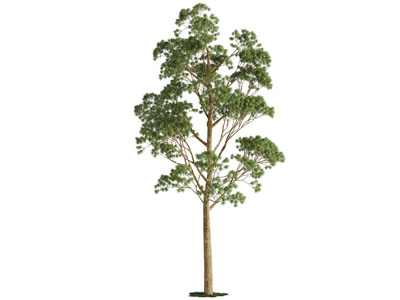 一棵高大的景观树木