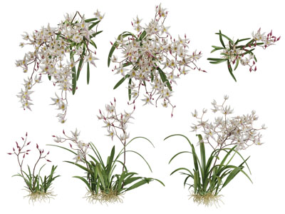 盛开的萱草花花草丛