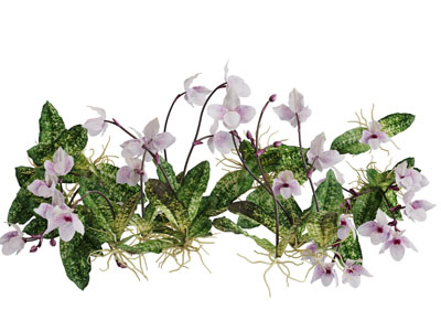 生长在地面的蝴蝶兰花草植物