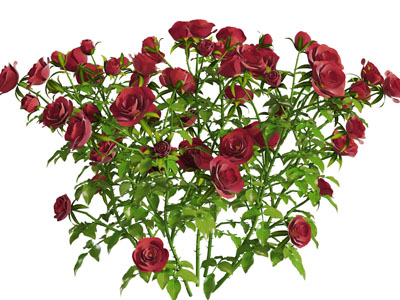 盛开的月季玫瑰花草植物