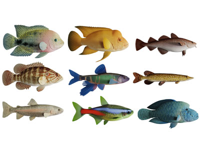 各种热带鱼水生动物