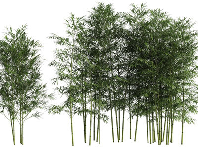 生长茂盛的竹子