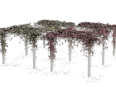 爬满花架开着粉色花朵的藤蔓植物