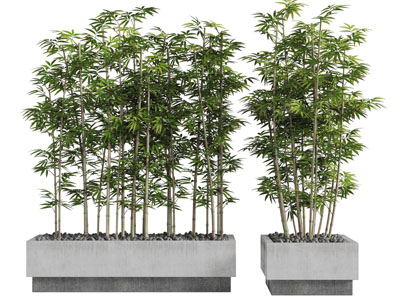 中式水泥花坛里的竹子