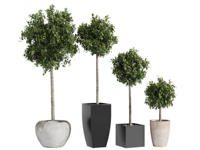 现代花盆盆栽植物