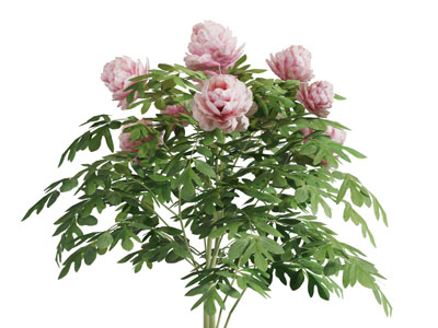 种在地面上盛开的牡丹花花草植物