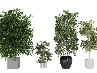 现代花盆盆栽植物