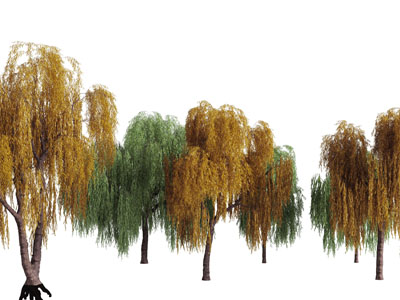 长满黄色树叶和绿色树叶的柳树