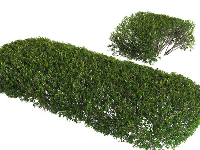 道旁椭圆形的灌木丛