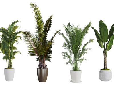 现代盆栽散尾葵芭蕉植物