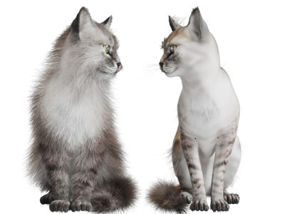 两只相视而望的猫爬行动物