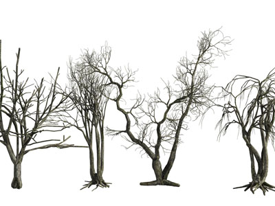 冬天没有树叶的几棵树