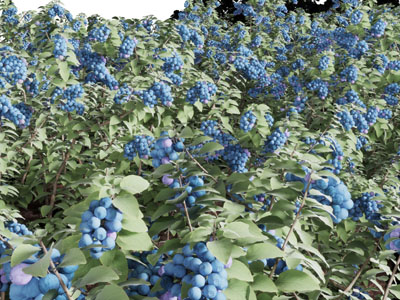 葡萄园里的葡萄树藤蔓植物