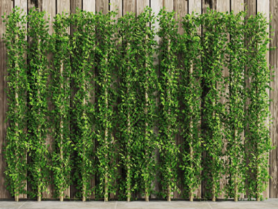 现代爬上木杆的藤蔓植物墙