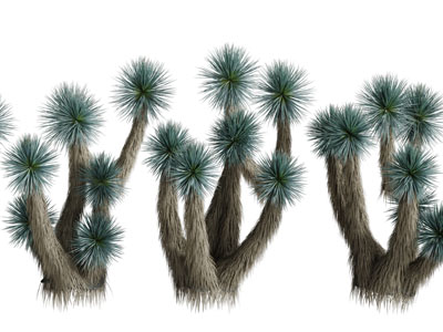 几棵低矮的松树