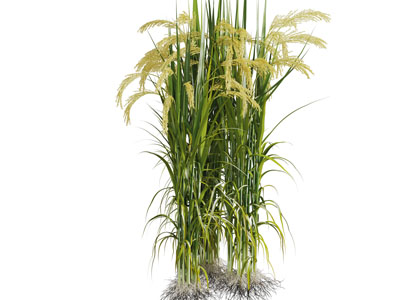 一丛开着芦花的芦苇花草植物