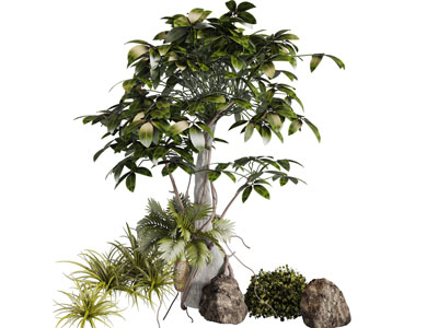 一棵绿色的灌木