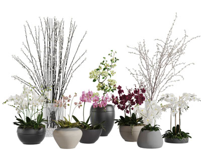 中式黑色陶瓷花盆蝴蝶兰植物