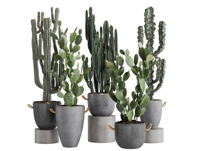 仙人掌盆栽植物