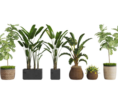 藤编花盆盆栽植物