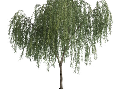 一棵垂丝柳树