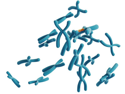 男性女性染色体医疗器械3d模型 男性女性染色体医疗器械