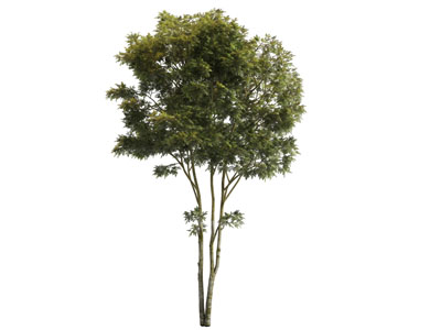 两棵并列生长的大树