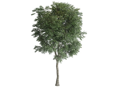 一棵高大的道旁树木