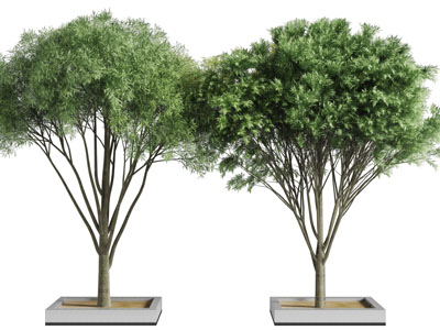 种在花坛里的道旁树木